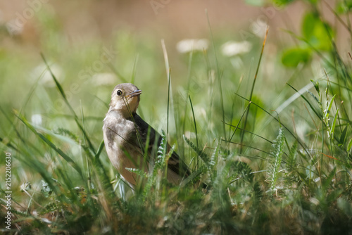 Canvastavla A close-up of a young white wagtail (Motacilla alba) standing in green grass and looking toward the camera lens on a sunny summer day