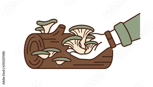 Oyster mushrooms growing on log vector, hand harvesting wild fungi in forest, flat line art of edible mushroom cultivation