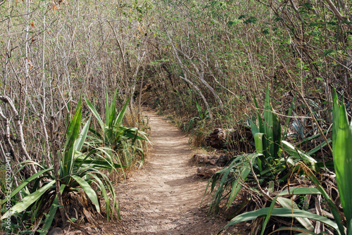 Chemin de randonnée dans une forêt tropicale de l'île de La Réunion. Sentier de trek en forêt humide.