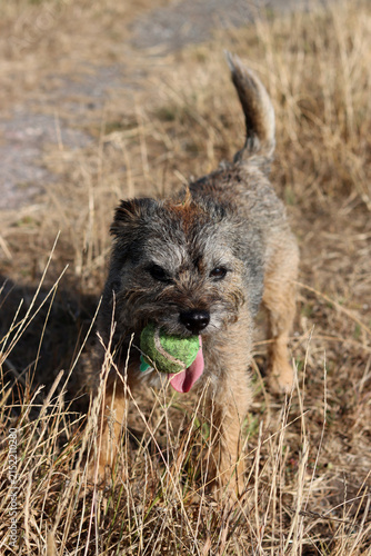 Canvastavla Portrait of Border terrier senior dog playing in the field