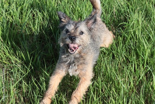Konstfotografi Portrait of Border terrier senior dog playing in the field