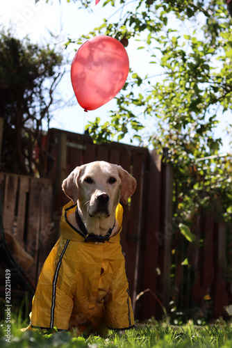 Labrador retriever in a yellow raincoat with a red balloon. Halloween celebration concept.