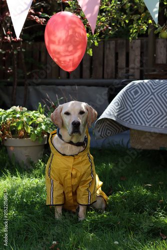 Labrador retriever in a yellow raincoat with a red balloon. Halloween celebration concept.