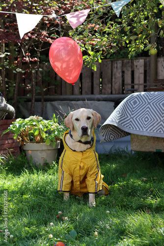 Labrador retriever in a yellow raincoat with a red balloon. Halloween celebration concept.