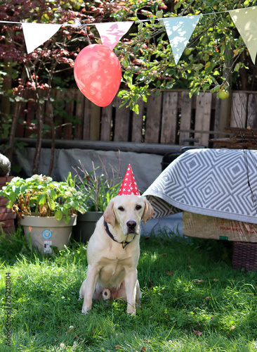 Labrador Retriever sitting in the garden with a party hat