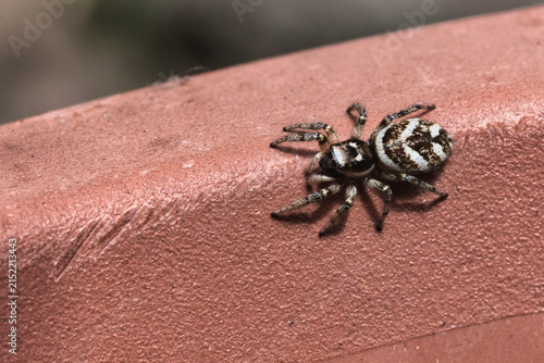 Zebra Spider on a Flower Pot Rim.