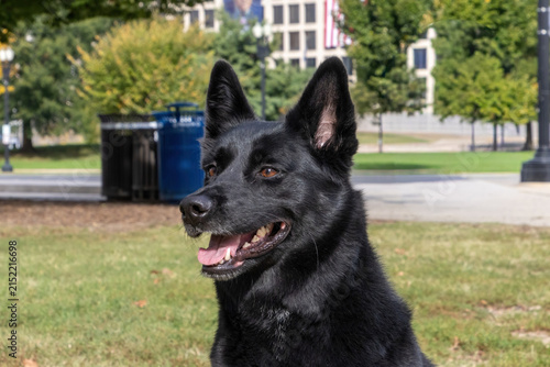 Black German shepard