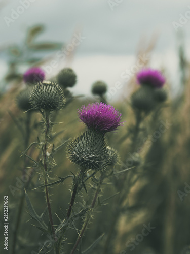 Thistle plant growing wild in a field, showing its spiky stem and leaves, with vibrant purple blooms standing out against a soft, blurred natural background under an overcast sky