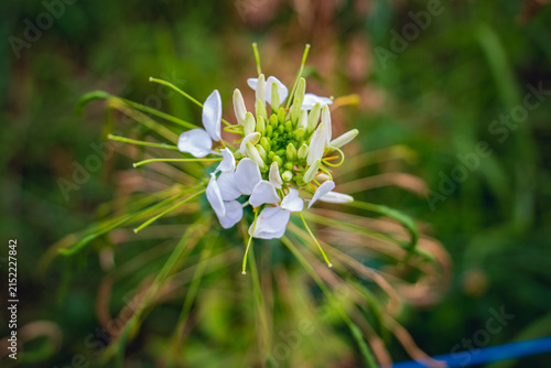 Close-Up of White Spider Flower Bloom with Green Bokeh Background