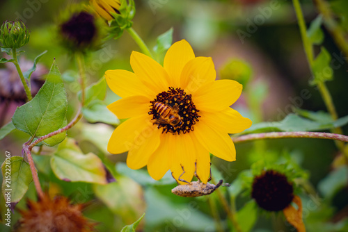 Honey Bee Collecting Nectar on a Bright Yellow Garden Flower