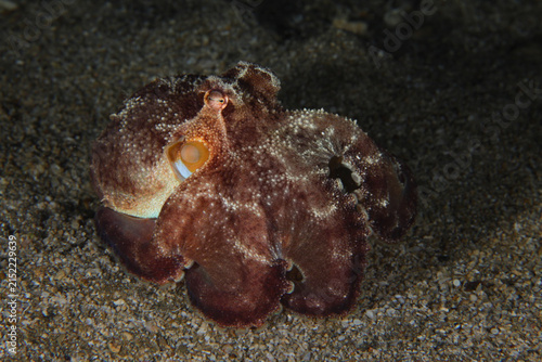 Bild auf Leinwand Baby octopus