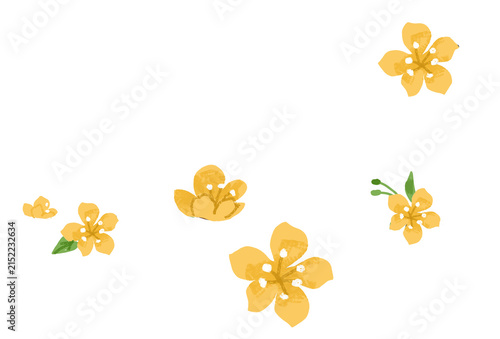 yellow apricot blossom illustration