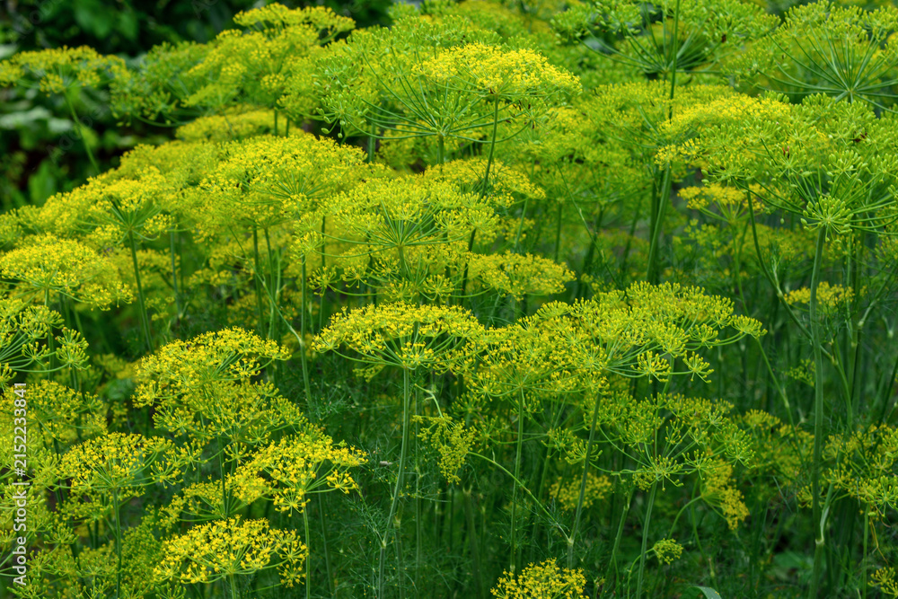 Obraz premium Dill Plant with Yellow Flower Clusters in Garden, Anethum graveolens