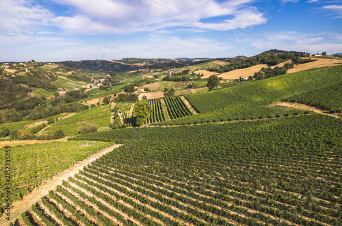 Obraz na płótnie Vineyard hills aerial view at summer, rolling countryside with grape rows and fa
