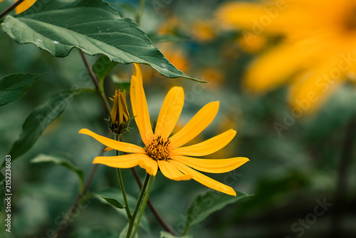 Golden sunchoke flowers blooming in a garden, showcasing delicate yellow petals, green stems, and soft natural bokeh.