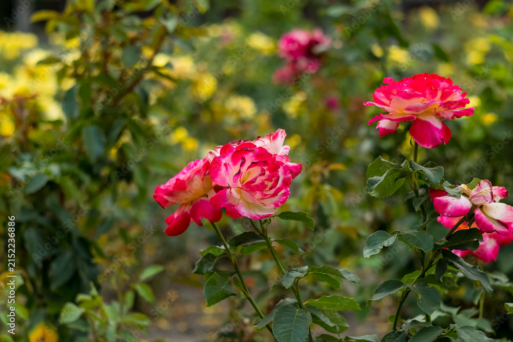 Obraz premium Beautiful pink roses flourishing in a green garden, with layered petals, fresh foliage, and a softly blurred natural background.