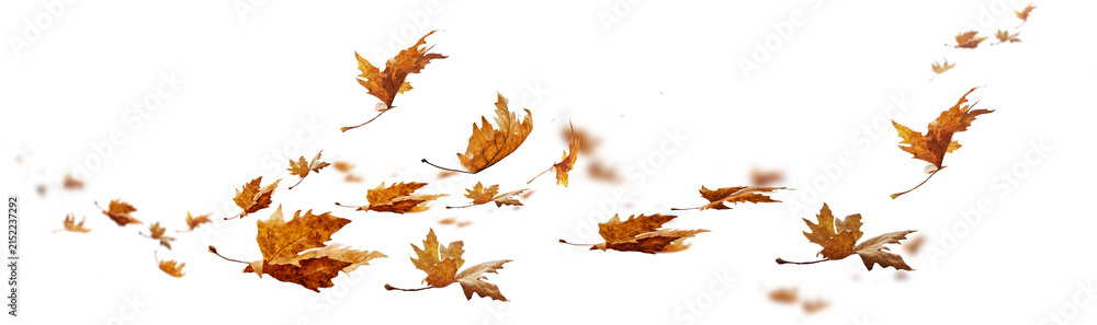Obraz premium autumn leaf leaves wind weather isolated background falling fall platanus tree wid air w