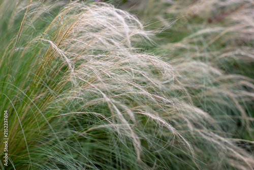Abstract Stipa tenuissima ornamental grass foliage forming natural flowing background