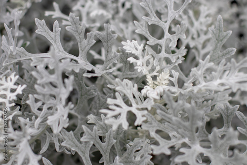 Silvery lacy foliage of dusty miller Senecio cineraria closeup