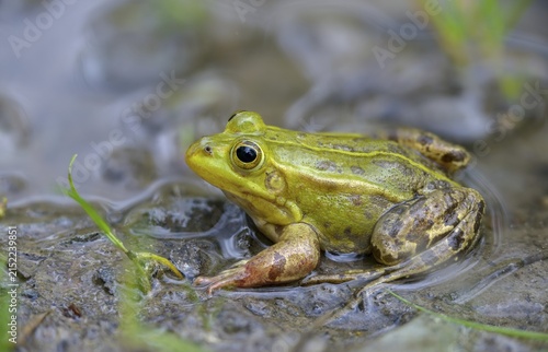 Small water frog, pelophylax lessonae, pool frog, rana lessonae, water frog, amphibian, amphibian, frog, amphibian, frog, amphibian