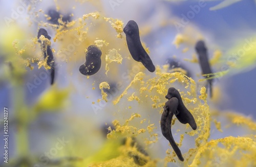 Common frog, common frog, rana temporaria, amphibians, amphibians, freshly hatched, frog, frog, young animal, juvenile, tadpole, larva, amphibians, hatching, tadpole