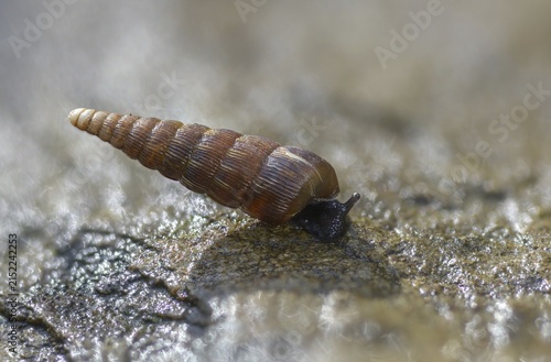 Bulbous sphincous snail, macrogastra ventricosa, sphincous snail, gastropod, mollusca, snails, molluscs