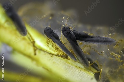 Bufo bufo, common toad, toad, amphibians, amphibians, one week old, larva, larva, amphibians