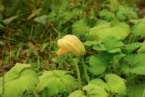 Vibrant yellow pumpkin or squash flower