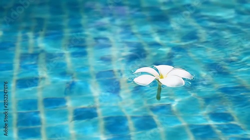 A serene single white flower drifting atop a shimmering blue pool surface
