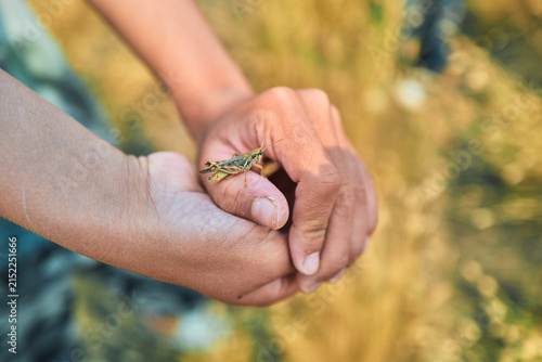 Close-up of hands holding a cricket in a golden field