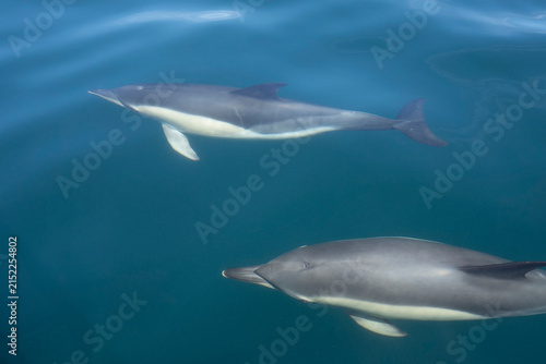 Photography Les dauphins se promènent près du bateau