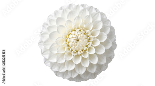 Fotografía Top view of symmetrical white dahlia flower head with spiraling petals provides clean floral graphic element