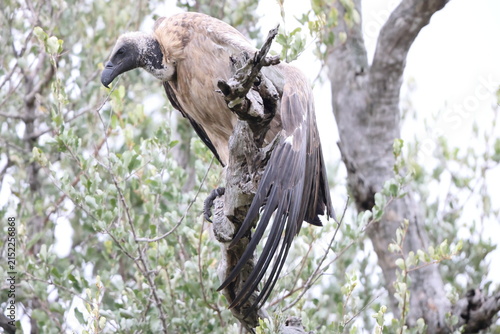 Foto The white-backed vulture (Gyps africanus) is an Old World vulture in the family Accipitridae