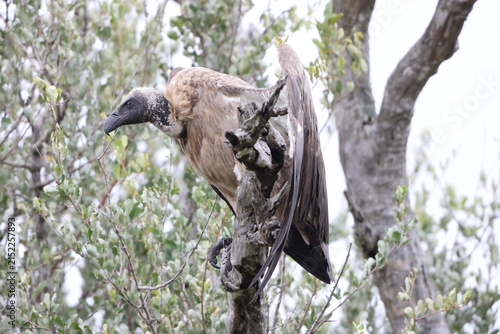 Fotografía The white-backed vulture (Gyps africanus) is an Old World vulture in the family Accipitridae