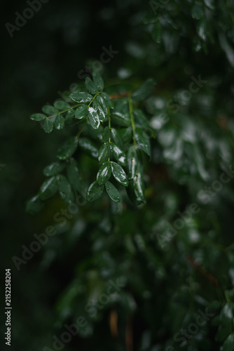 Leaves with water droplets on a dark background in a natural setting during rainy weather