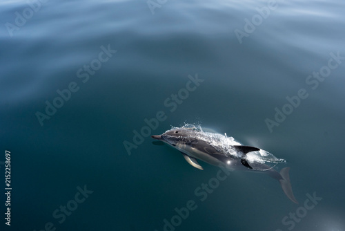 Les dauphins se promènent près du bateau