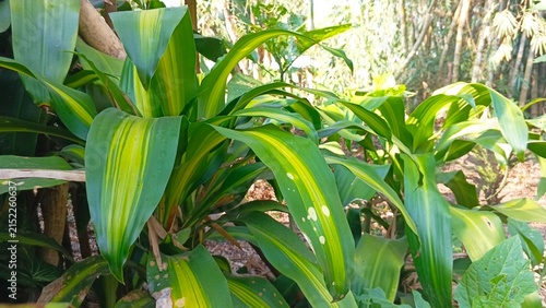 Fotografie Dracaena fragrans with Distinctive Yellow and Green Striped Leaves