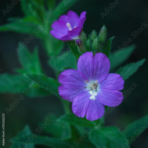 
WILDFLOWERS - Smallflower hairy willowherb blooming in the meadow