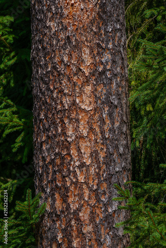 Rough pine tree bark texture in natural forest