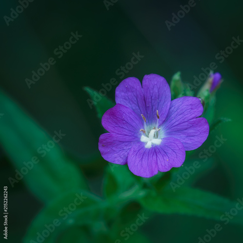 
WILDFLOWERS - Smallflower hairy willowherb blooming in the meadow