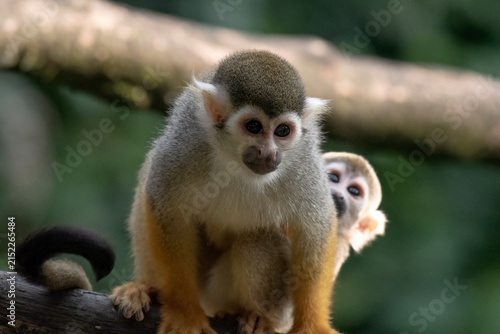 Photography A close-up photo of a squirrel monkey perched on a tree trunk.