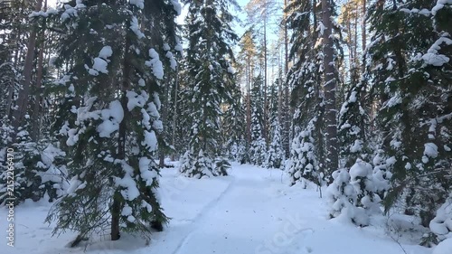 Walking in a snowy forest with clear sky.