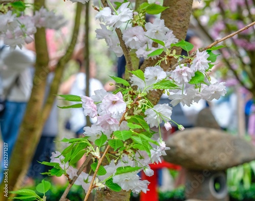 Fotografía cherry tree flowers