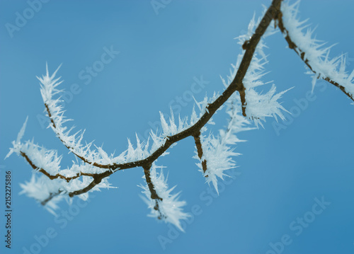 Jack Frost Covered Tree Branch; Close-up Macro Detail; Ice Crystals; Room for Text