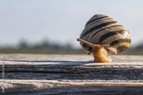 Canvastavla Bänderschnecke Macro