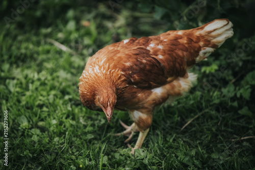 Foto Brown chicken foraging on green grass in a natural outdoor setting, showcasing i