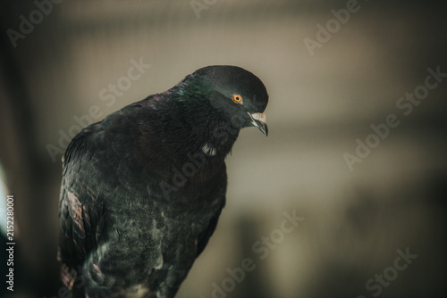 Obraz na plátne Close-up of a dark-colored pigeon perched with a blurred background, showcasing