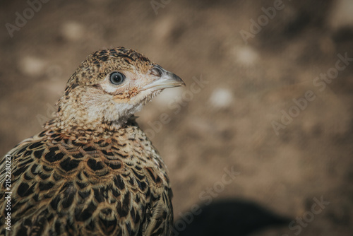 Fotografie Close-up of a brown and tan patterned bird with a distinctive beak and eye, stan