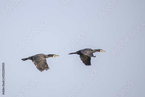 Foto Kormoran