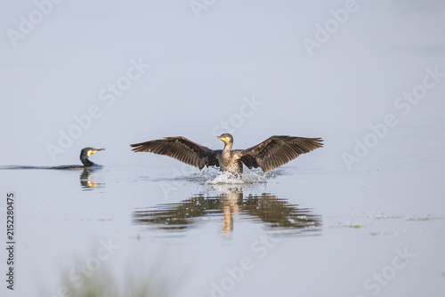 Foto Kormoran